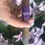 Purple Haze Cigar